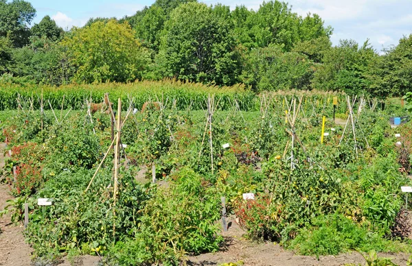 Montreal Quebec Canada Juni 2018 Botanische Tuin Uit 1931 — Stockfoto