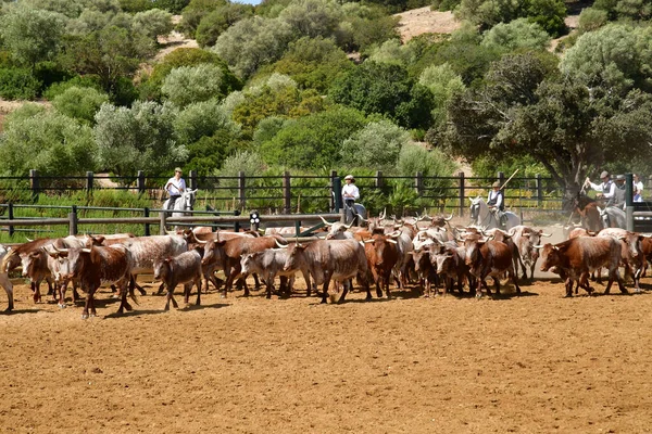 Medina Sidonia Spanien Augusti 2019 Acampo Abierto — Stockfoto