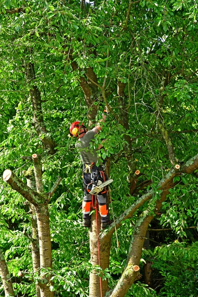 Verneuil Sur Seine France June 2020 Gardener Pruning Cherry Tree — Stock Photo, Image