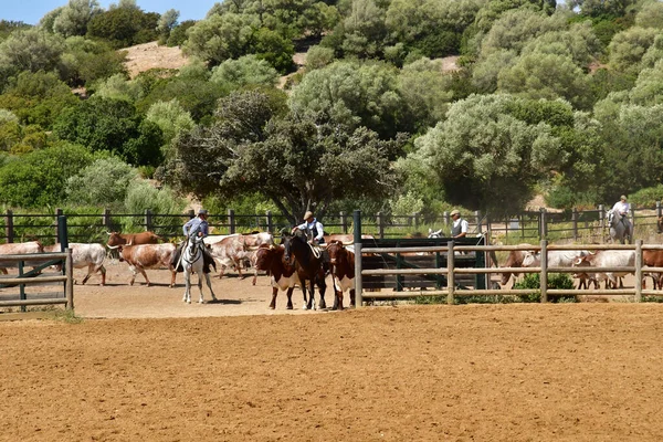 Medina Sidonia España Agosto 2019 Acampo Abierto —  Fotos de Stock