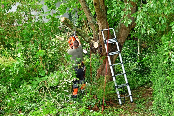 Verneuil Sur Seine France June 2020 Gardener Pruning Cherry Tree — Stock Photo, Image