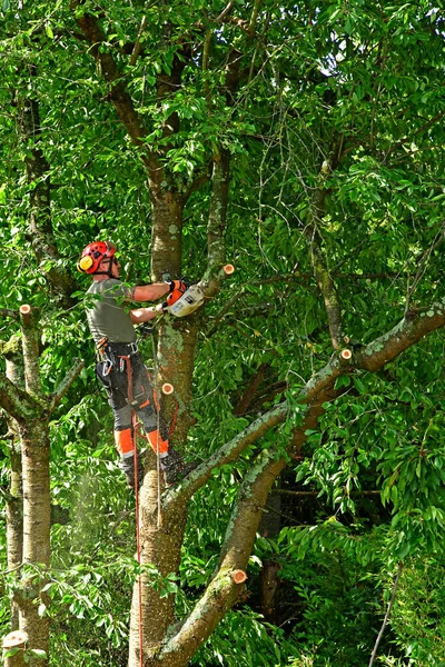 Verneuil Sur Seine France June 2020 Gardener Pruning Cherry Tree — Stock Photo, Image