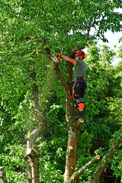 Verneuil Sur Seine Frankrijk Juni 2020 Een Tuinman Snoeit Een — Stockfoto