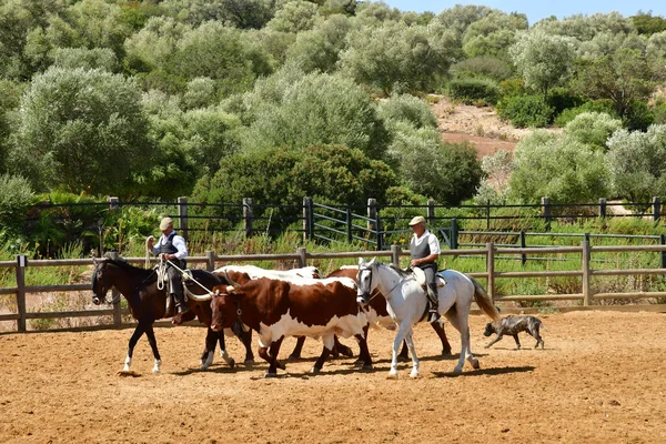 Medina Sidonia Spagna Agosto 2019 Acampo Abierto — Foto Stock