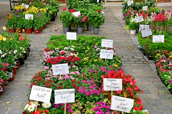 Loches Γαλλία Ιουλίου 2020 Λουλούδια Στην Αγορά — Φωτογραφία Αρχείου