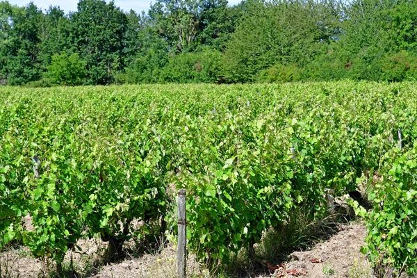 Vouvray Франция Июля 2020 Года Виноградник — стоковое фото