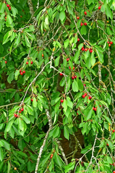 Verneuil Sur Seine France June 2020 Cherry Tree — Stock Photo, Image