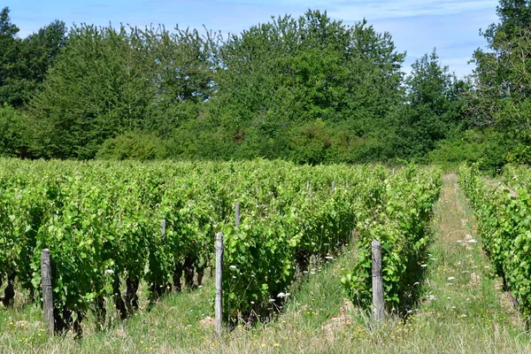 Vouvray France July 2020 Vineyard — Stock Photo, Image