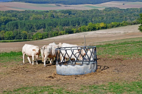 Roche Guyon Francie Září 2020 Krávy Louce Poblíž Údolí Gasny — Stock fotografie