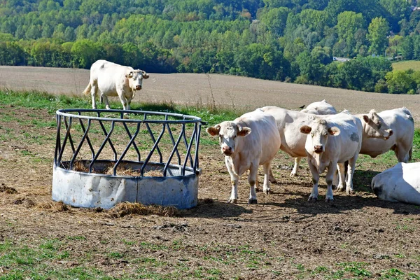 Roche Guyon France September 2020 Cows Meadow Gasny Valley — Stock Photo, Image