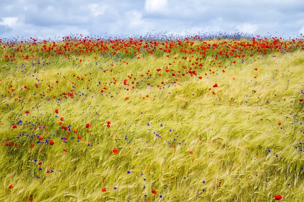 Blühende Kornblume Centaurea Cyanus Roggen Mohnfeld Einem Sonnigen Sommertag — Stockfoto