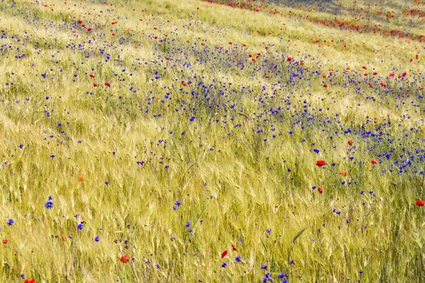 Blühende Kornblumen Und Mohn Roggenfeld Einem Sonnigen Sommertag — Stockfoto