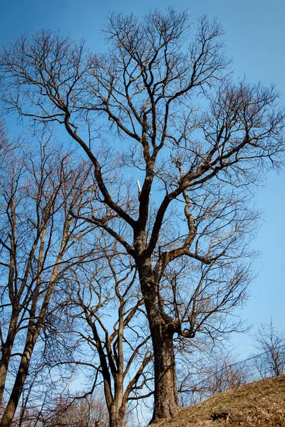エリー春の古い大きな菩提樹の葉します — ストック写真