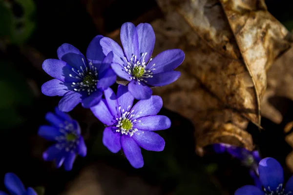 First Fresh Blue Violets Forest Blue Spring Wildflowers Liverwort Hepatica — Stock Photo, Image