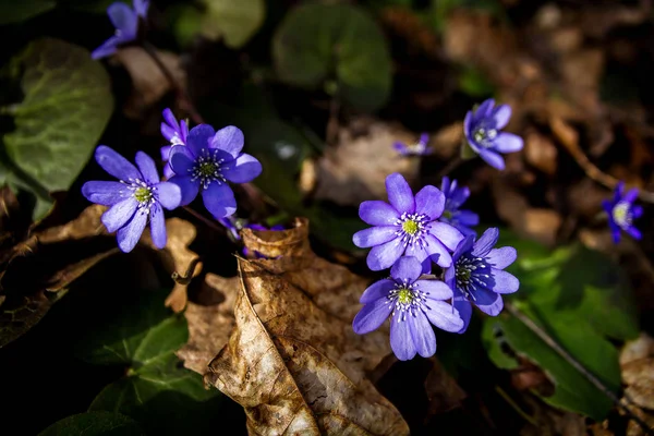 Abord Des Violettes Bleues Fraîches Dans Forêt Foliverwort Fleurs Sauvages — Photo