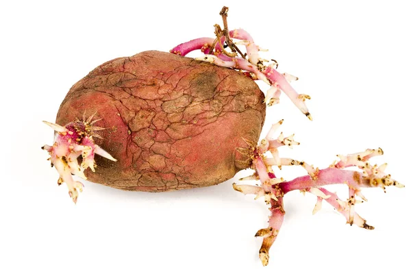 Old Germinated Pink Potato Isolated White Background Big Sprouts — Stock Photo, Image