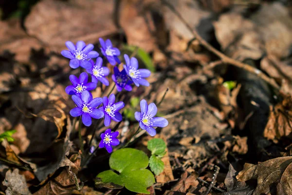 First Fresh Blue Violets Forest Blue Spring Wildflowers Liverwort Hepatica — Stock Photo, Image