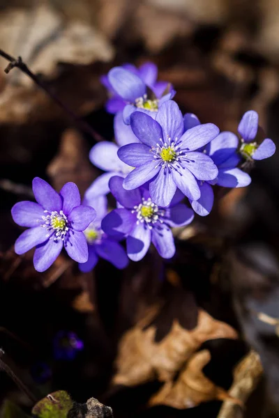 Pierwszą Świeże Niebieskie Fiołki Lesie Niebieski Wiosna Kwiaty Przylaszczka Hepatica — Zdjęcie stockowe