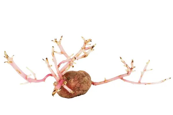 Batata Rosa Germinada Velha Isolada Fundo Branco Grandes Rebentos — Fotografia de Stock