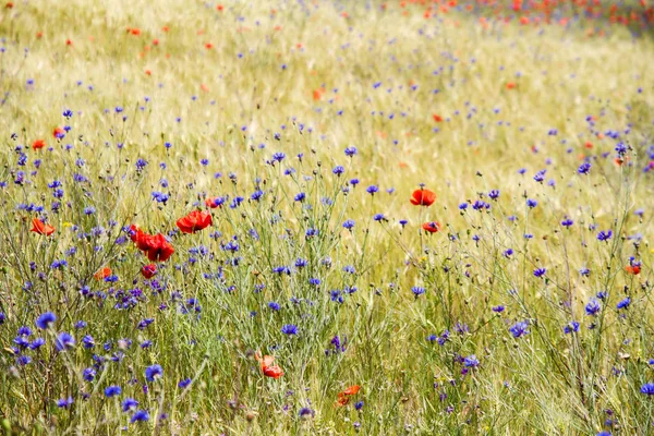 Bloeiende Korenbloem Centaurea Cyanus Rogge Poppy Veld Een Zonnige Zomerdag — Stockfoto