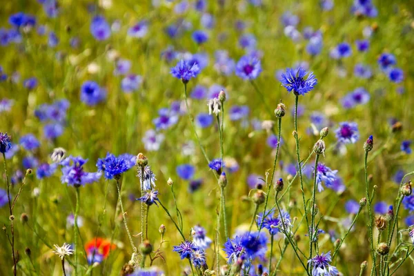 Blühende Kornblume Centaurea Cyanus Roggen Mohnfeld Einem Sonnigen Sommertag — Stockfoto