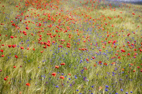 Blühende Kornblume Centaurea Cyanus Roggen Mohnfeld Einem Sonnigen Sommertag — Stockfoto