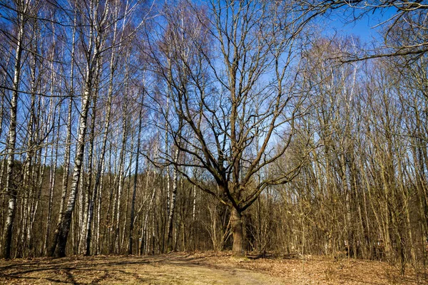 Лісові Дерева Позаду Сухого Лугу Ранньої Весни Сонячний День — стокове фото