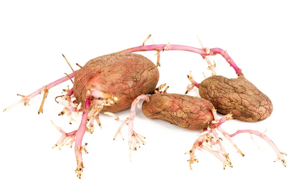 Oude Ontkiemde Roze Aardappelen Geïsoleerd Witte Achtergrond Grote Kiemgroenten — Stockfoto