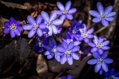 First fresh blue violets in the forest. Blue spring wildflowers liverwort, Hepatica nobilis. clipart