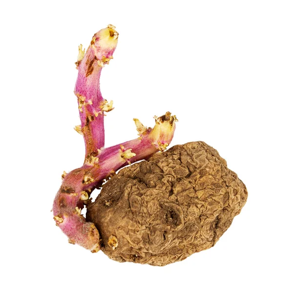 Oude Ontkiemd Roze Aardappel Geïsoleerd Een Witte Achtergrond Grote Spruiten — Stockfoto
