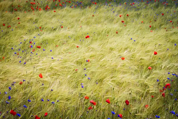 Bloeiende Korenbloem Centaurea Cyanus Rogge Poppy Veld Een Zonnige Zomerdag — Stockfoto