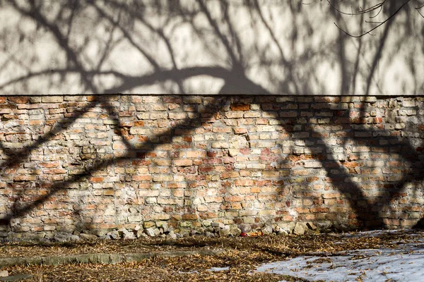 Старая Треснутая Стена Тенью Дерева Архитектура Природа — стоковое фото