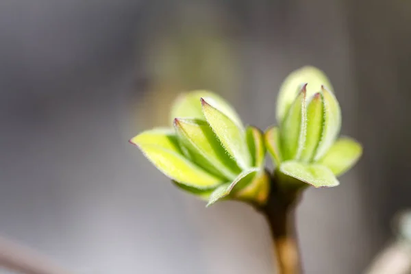 Erste Frühlingsknospen Fliederbusch Frühling — Stockfoto