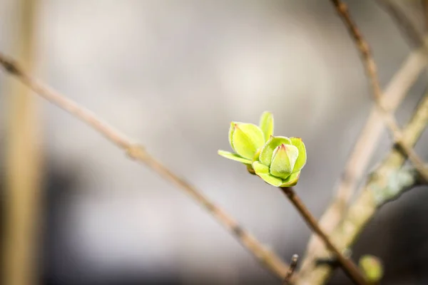 Pierwszy Wiosną Pąki Fioletowy Krzew Wiosną — Zdjęcie stockowe