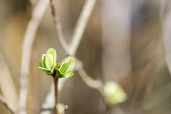 Pierwszy Wiosną Pąki Fioletowy Krzew Wiosną — Zdjęcie stockowe