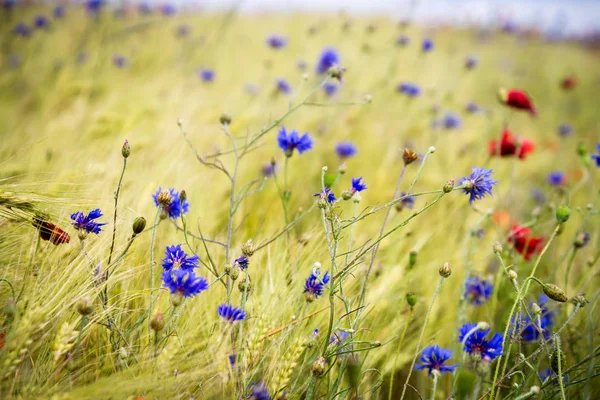 Цветущие Васильки Centaurea Цианус Ржаном Маковом Поле Солнечный Летний День — стоковое фото