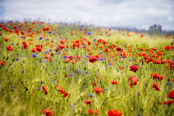Çavdar Peygamber Çiçeği Alanında Gün Güneşli Yaz Çiçek Haşhaş — Stok fotoğraf