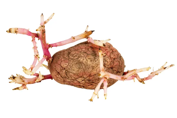 Oude Ontkiemd Roze Aardappel Geïsoleerd Een Witte Achtergrond Grote Spruiten — Stockfoto