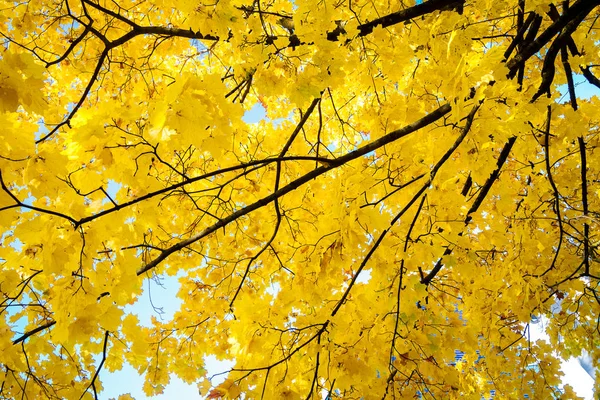着泛黄的秋天树上的叶子在天空的映衬 — 图库照片