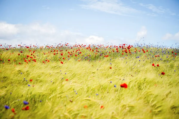 Blühende Mohnblumen Roggen Und Kornblumenfeld Einem Sonnigen Sommertag — Stockfoto