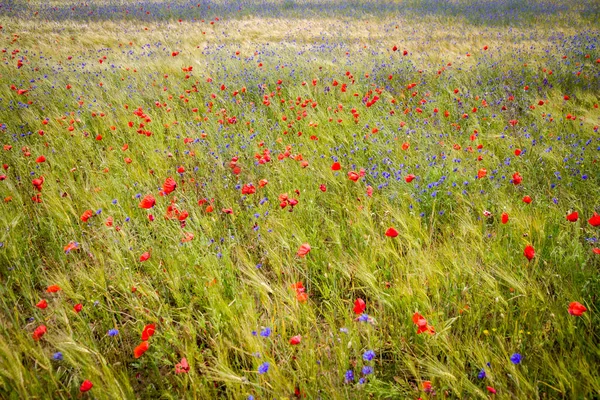 Blühender Mohn im Roggenfeld — Stockfoto