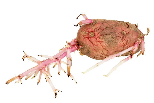 Ontkiemde roze aardappel geïsoleerd op witte achtergrond — Stockfoto