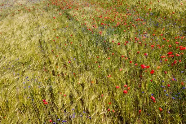 Blühender Mohn im Roggenfeld — Stockfoto