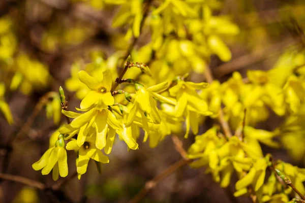 Żółte kwiaty forsycji — Zdjęcie stockowe