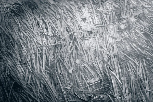 Surface of pond covered with melting ice — Stock Photo, Image