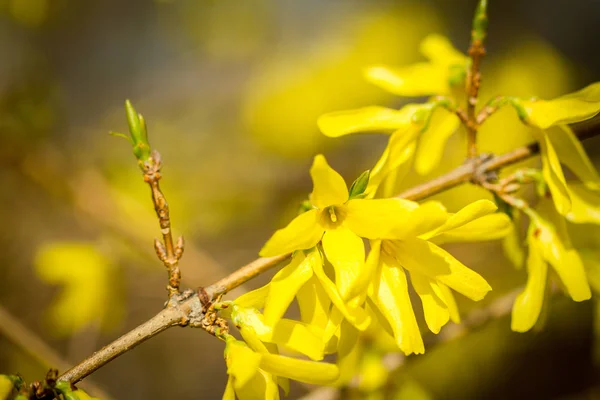 Żółte kwiaty forsycji — Zdjęcie stockowe
