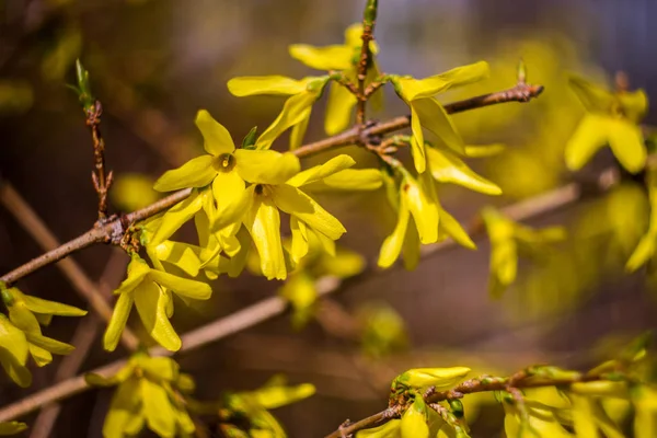 Желтые цветы форсита — стоковое фото