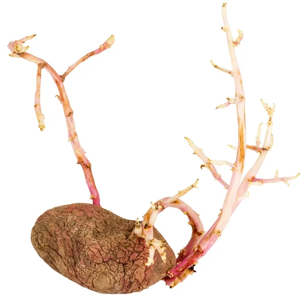 Germinerad rosa potatis isolerad på vit bakgrund — Stockfoto