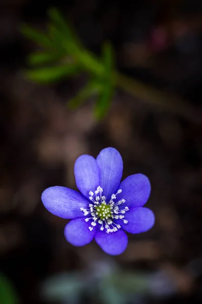 First fresh blue violet in the forest — Stock Photo, Image