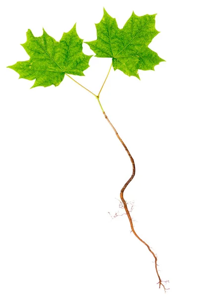 根のある若いカエデの木 — ストック写真